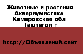 Животные и растения Аквариумистика. Кемеровская обл.,Таштагол г.